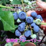 blueberry-700