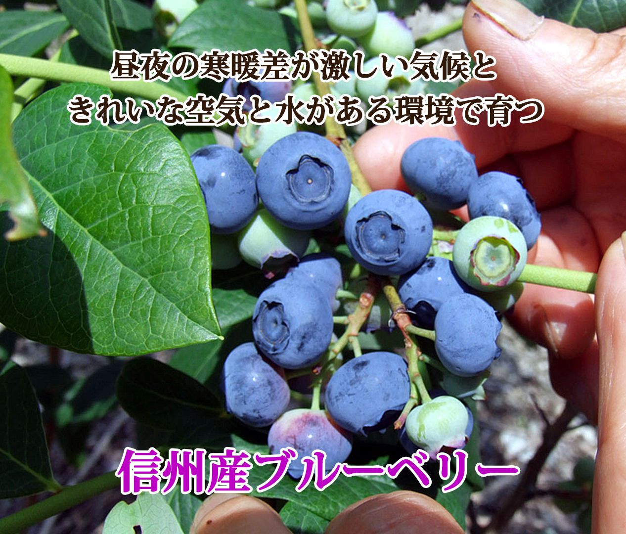 ブルーベリー 長野県産 冷凍 フルーツ 果物 大容量 700g スムージー ジャムなどに | わらいみらい